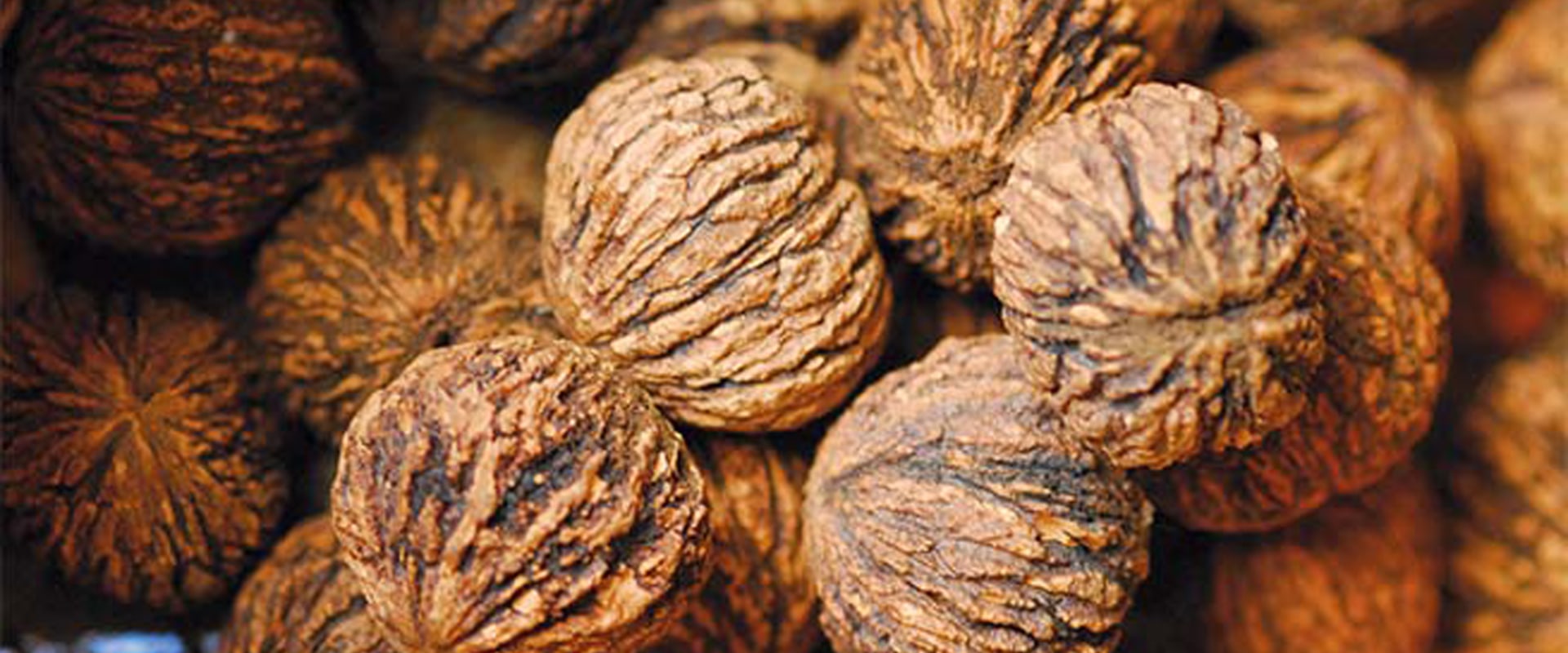 Are All Walnuts Edible?